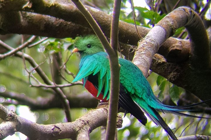 Birdwatching Tour in Monteverde  - Photo 1 of 11